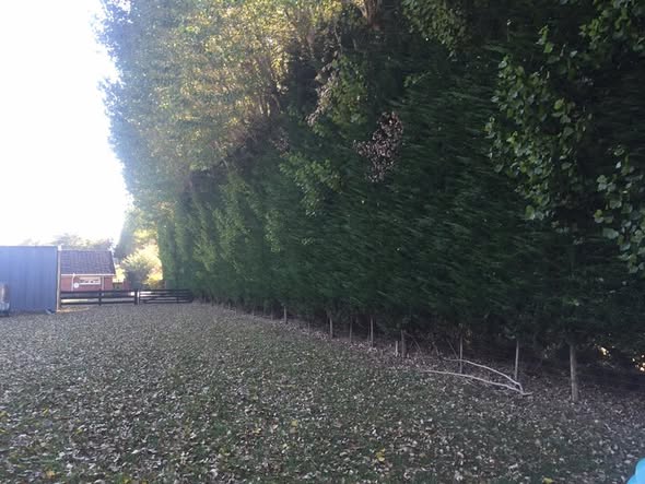 Hedge trimming under way along a gravel driveway, cut branches scattered at the base of the tall hedge