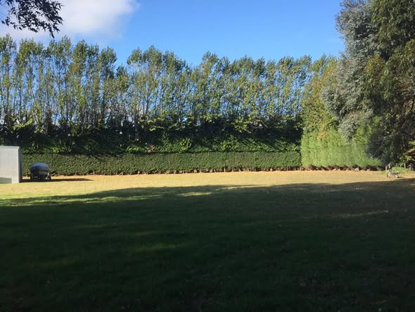 A long freshly cut hedge running above a newly mown lawn, with poplars behind it