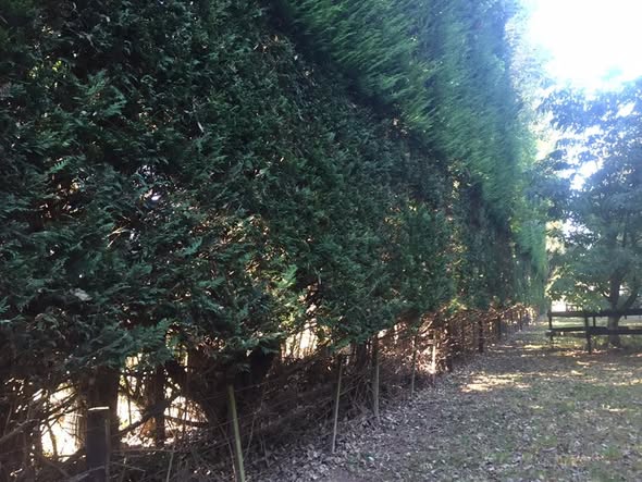 The same kind of job finished: a tall hedge with a clean cut face above a cleared, leaf-covered path