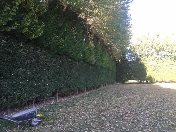 A long trimmed hedge running above a wheelbarrow parked on the leaf-covered ground beside it