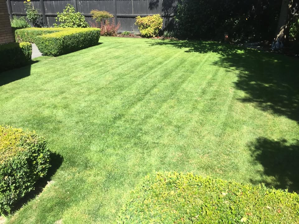Freshly mown Christchurch lawn with sharp mower stripes running between clipped box hedges and a paling fence