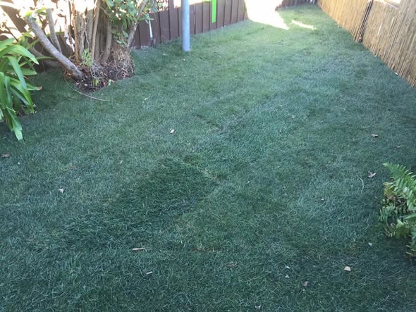 Newly laid lawn running between a fence and a bank of flax and mature trees in a suburban side yard