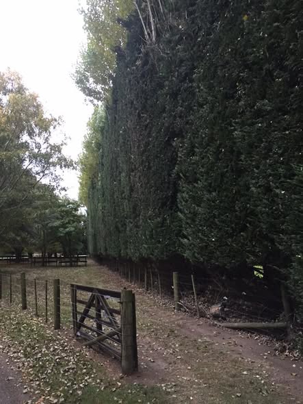 A very tall trimmed hedge running the length of a path beside a low wooden gate